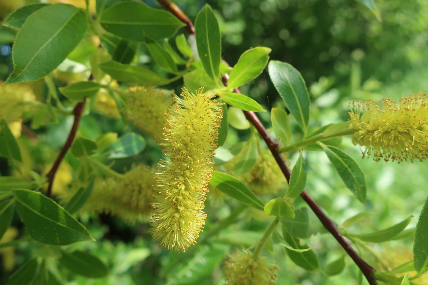 Изображение особи Salix pentandra.