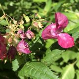 Impatiens glandulifera