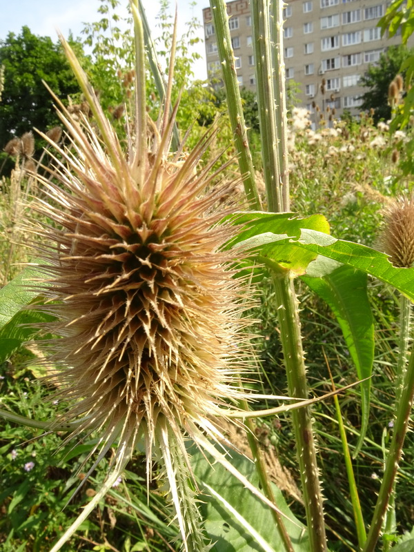Image of Dipsacus fullonum specimen.