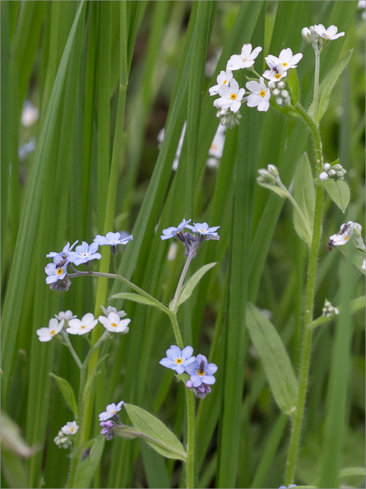 Изображение особи Myosotis sylvatica.