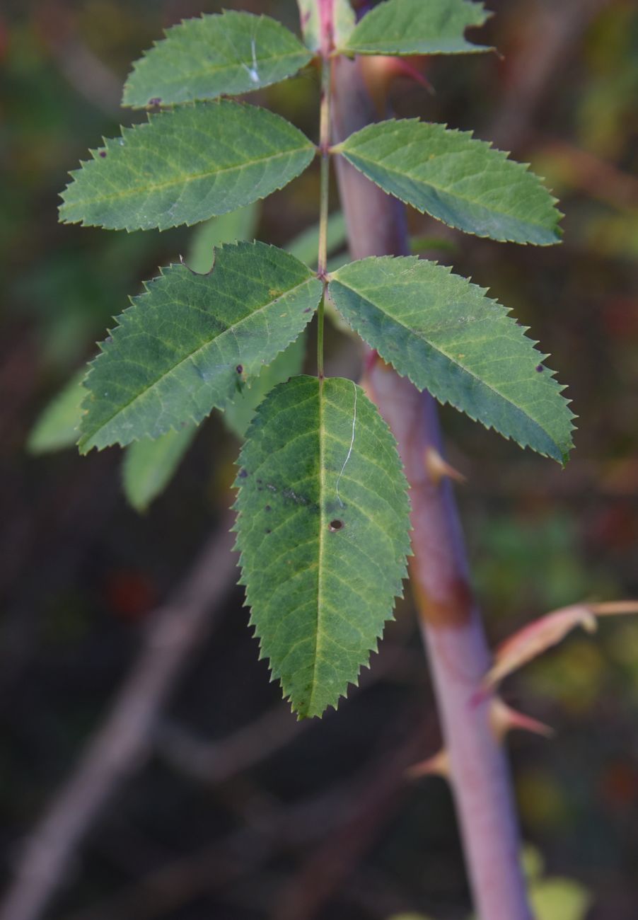 Image of genus Rosa specimen.