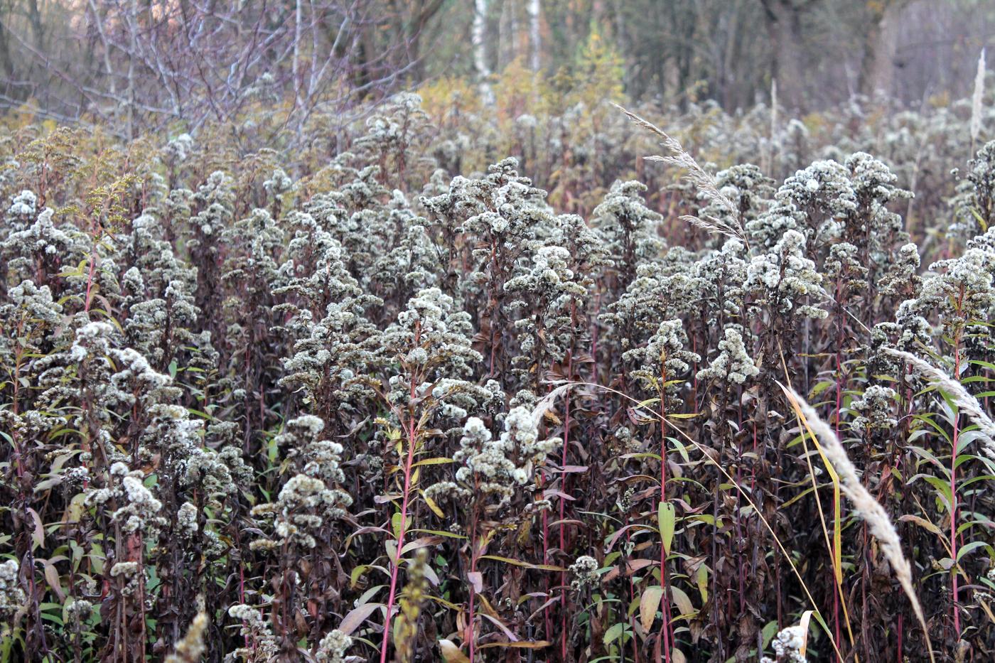 Изображение особи Solidago gigantea.