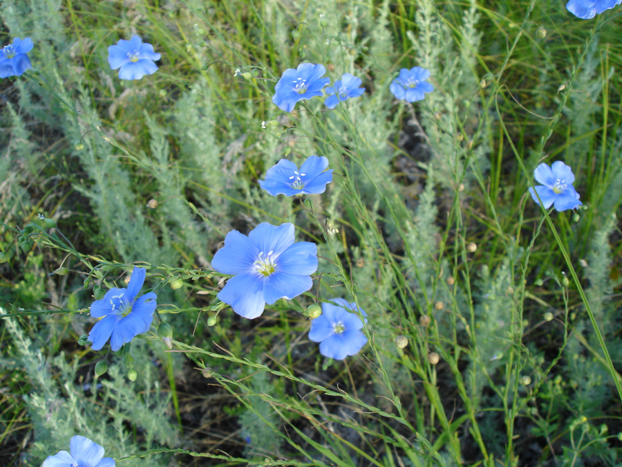 Изображение особи Linum austriacum.