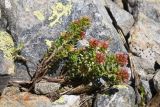 Sedum tenellum. Цветущие растения. Карачаево-Черкесия, Урупский р-н, Кавказский биосферный заповедник, Имеретинский горный узел, сев-вост. склон пика Ставрополь, верхняя стоянка Имеретинской тропы, ≈ 2400 м н.у.м., альпийский луг, в скальной расщелине. 28.07.2022.