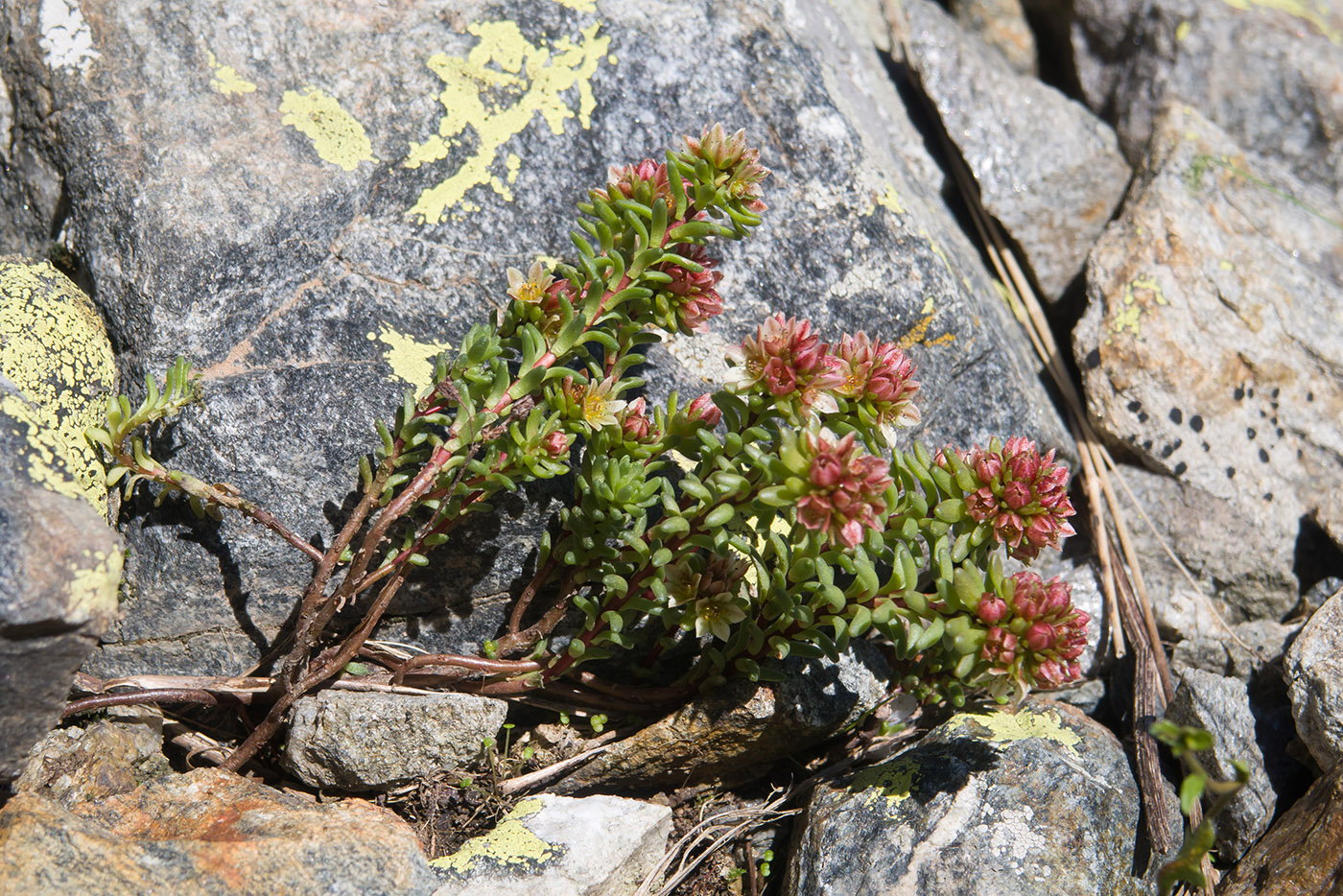 Image of Sedum tenellum specimen.