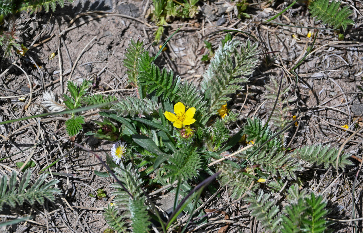 Image of Potentilla anserina specimen.