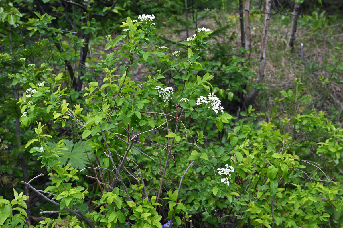 Image of Spiraea media specimen.