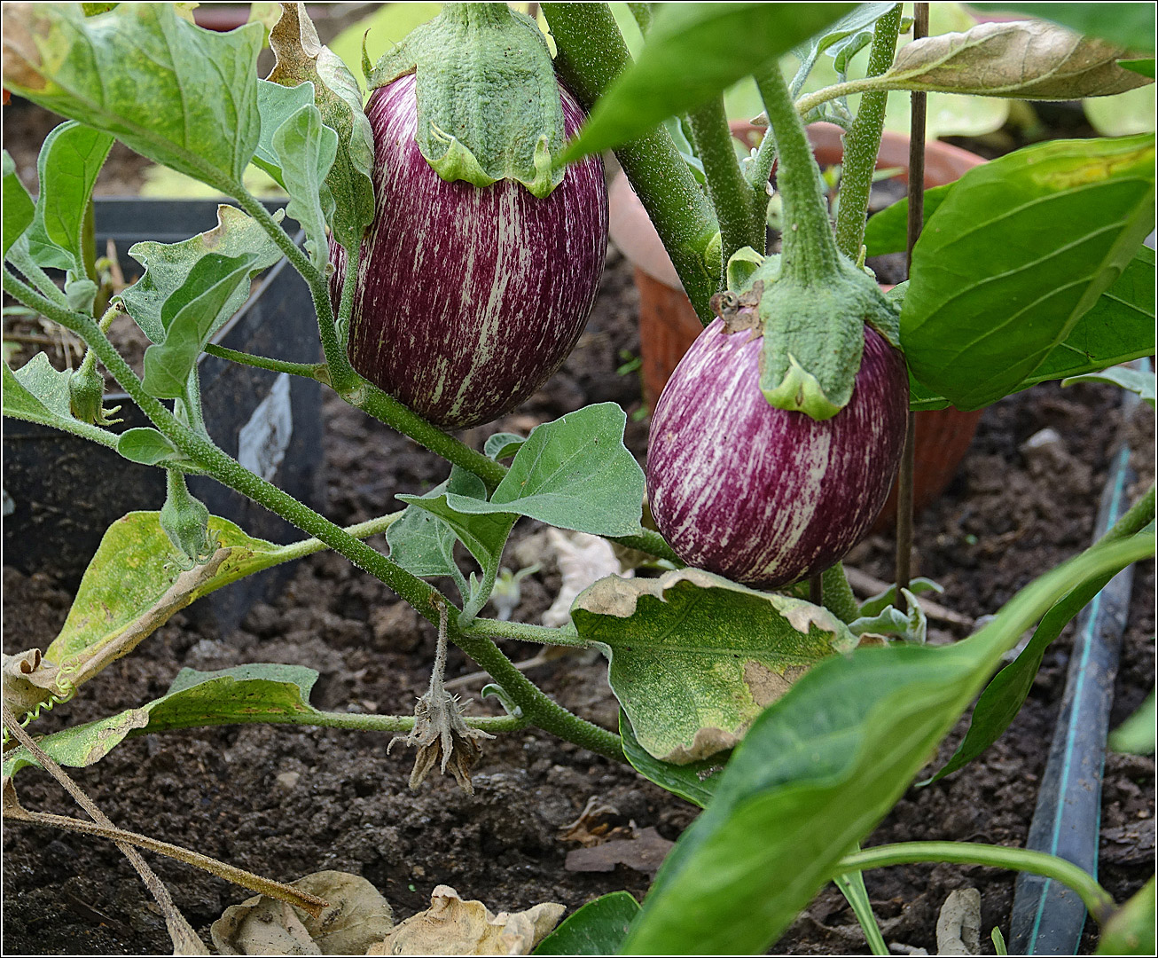 Image of Solanum melongena specimen.