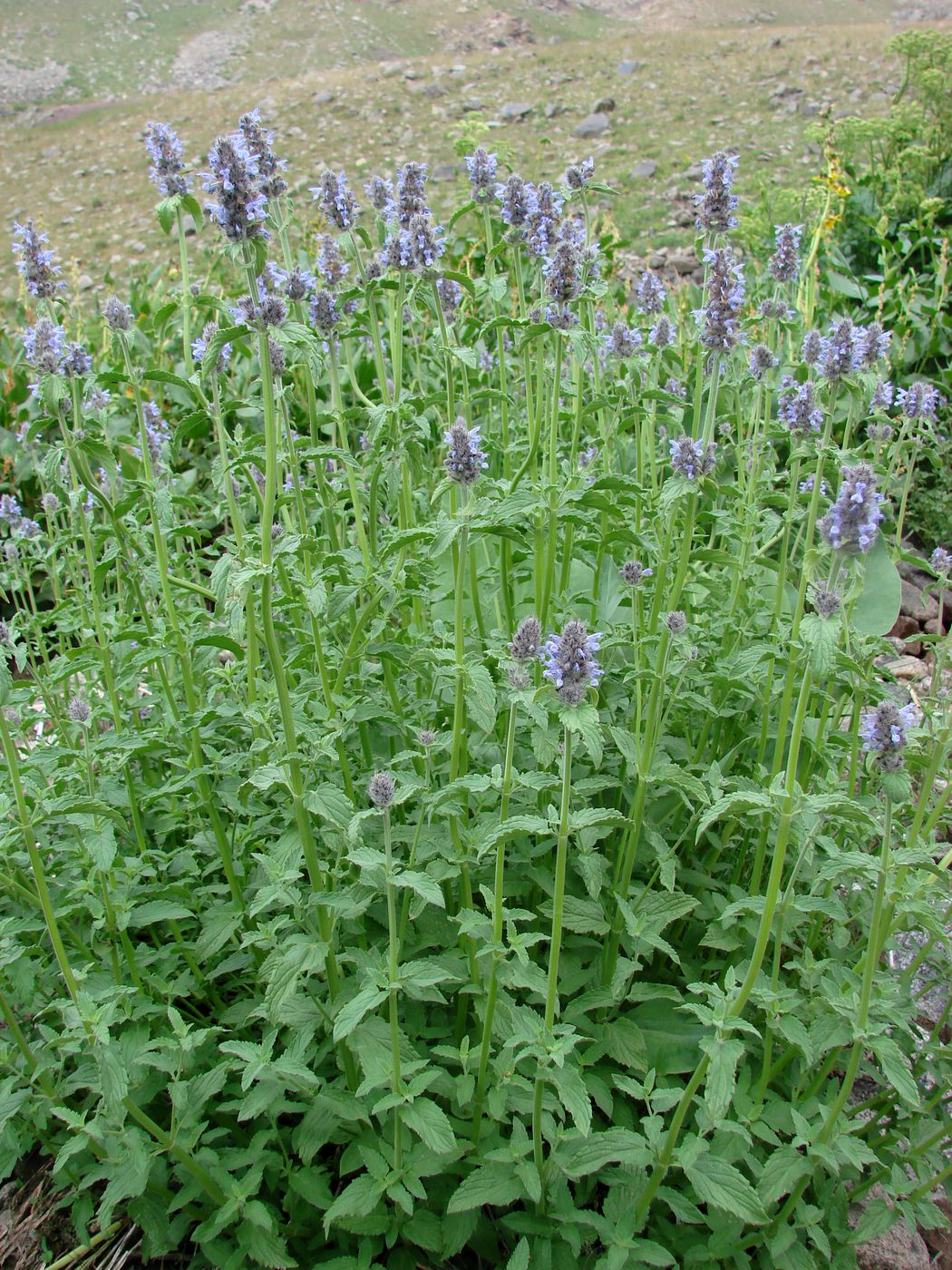 Image of Nepeta alatavica specimen.