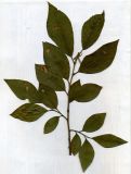 Salix × bicolor