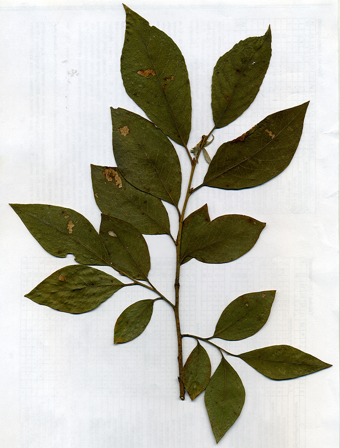 Image of Salix &times; bicolor specimen.