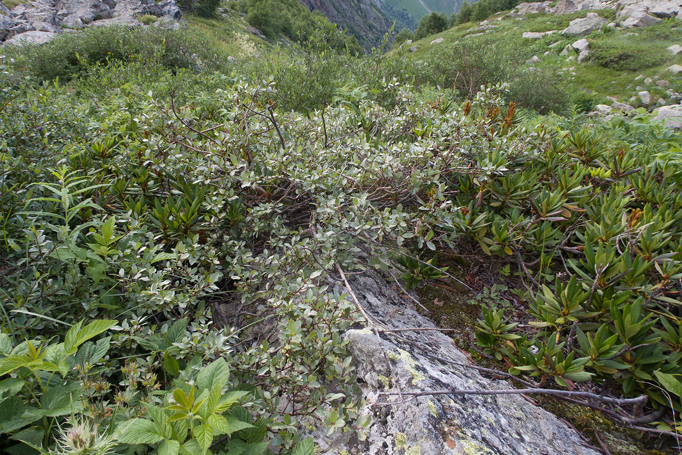 Изображение особи Salix kuznetzowii.