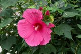 Hibiscus × hybridus. Цветок, бутоны и листья. Дагестан, Кизилюртовский р-н, окр. с. Миатли, в культуре. 28.07.2022.