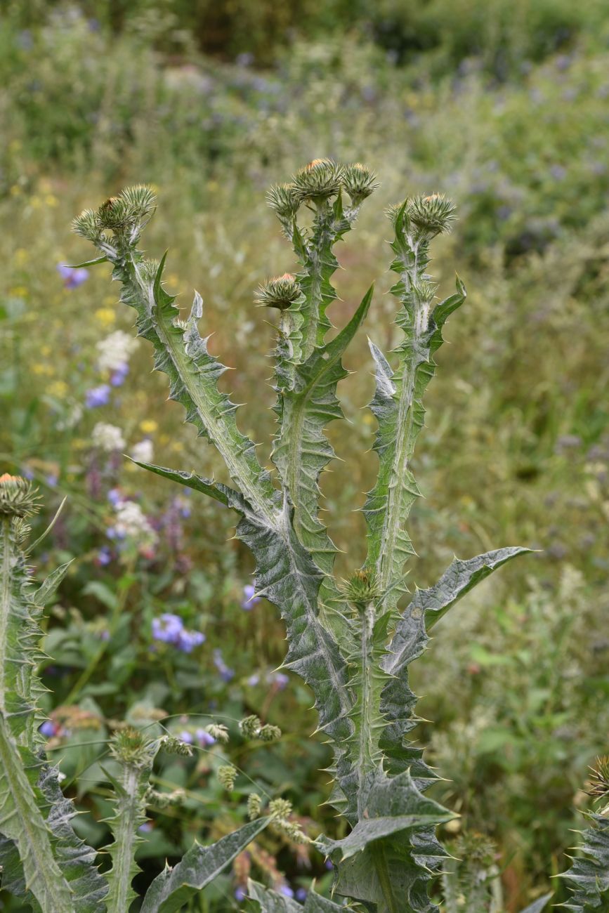 Image of Onopordum acanthium specimen.