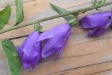 Campanula rapunculoides