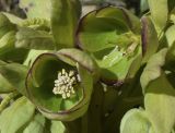 Helleborus foetidus