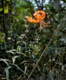 Lilium lancifolium