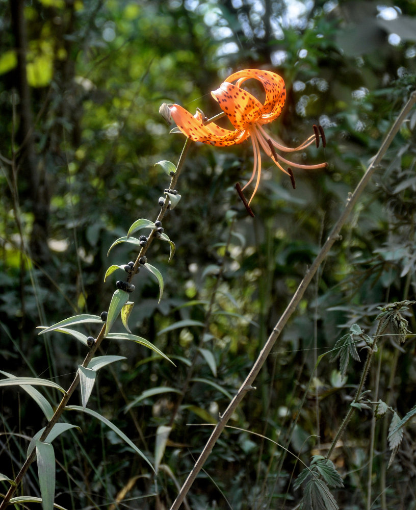 Изображение особи Lilium lancifolium.