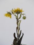 Inula britannica