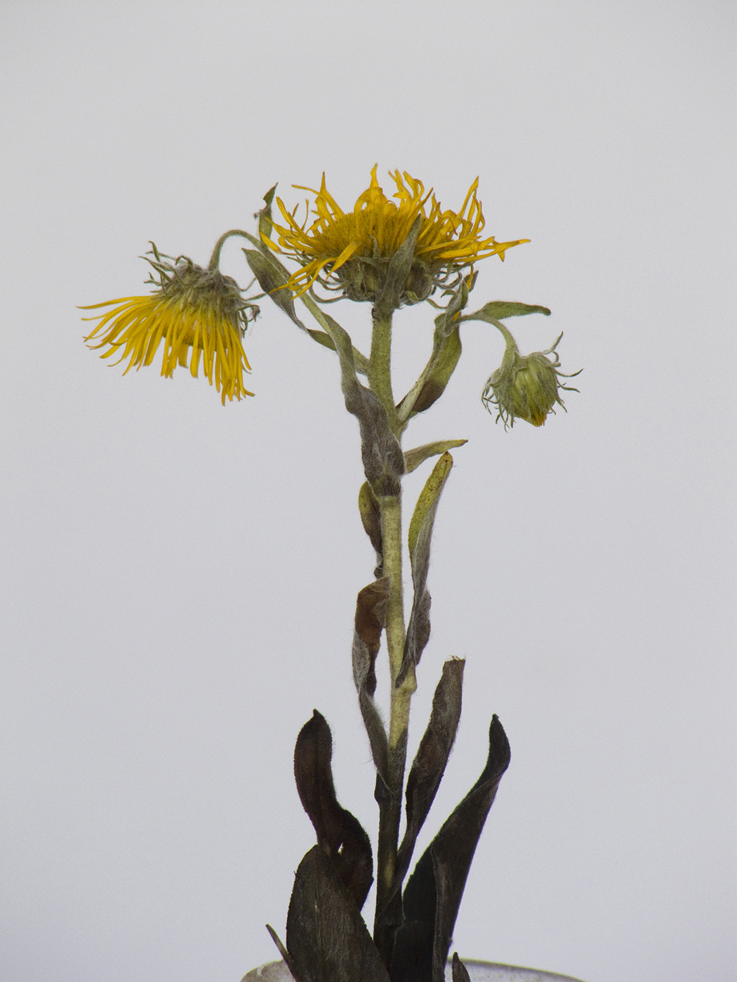 Image of Inula britannica specimen.