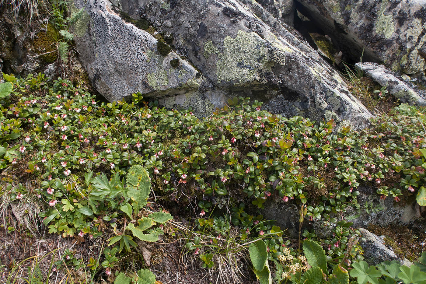 Изображение особи Vaccinium vitis-idaea.