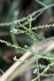 Verbena officinalis