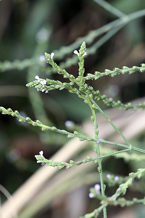 Изображение особи Verbena officinalis.