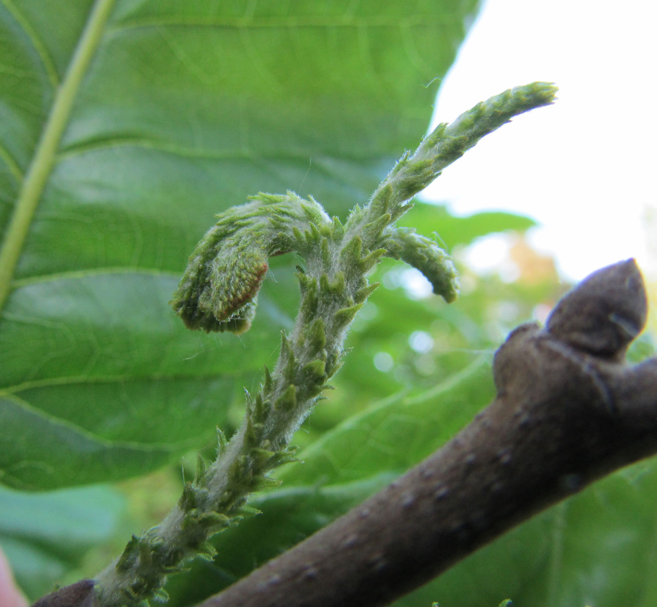 Изображение особи Castanea mollissima.