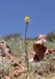 Centaurea solstitialis. Цветущее растение. Узбекистан, Джизакская обл., Фаришский р-н, 4 км ЮЗ пос. Янгикишлак, степной склон. 2 июня 2023 г.