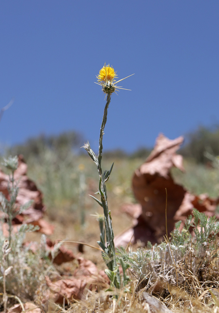 Изображение особи Centaurea solstitialis.