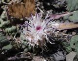 Jurinella moschus. Соцветие. Дагестан, Агульский р-н, 5 км ССЗ с. Чираг, сланцевая осыпь. 25 июня 2023 г.