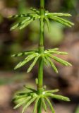 Equisetum pratense