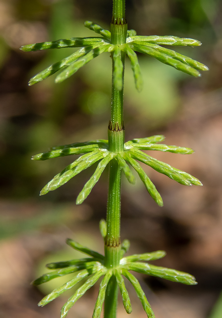 Image of Equisetum pratense specimen.