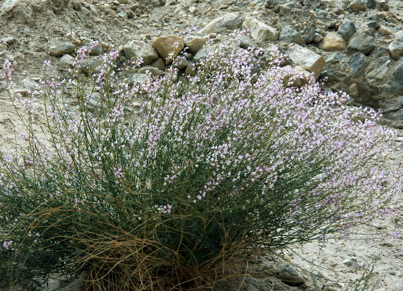 Изображение особи Astragalus macropterus.