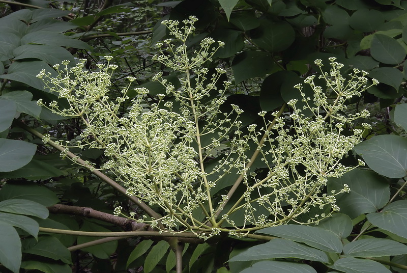 Image of Aralia elata specimen.