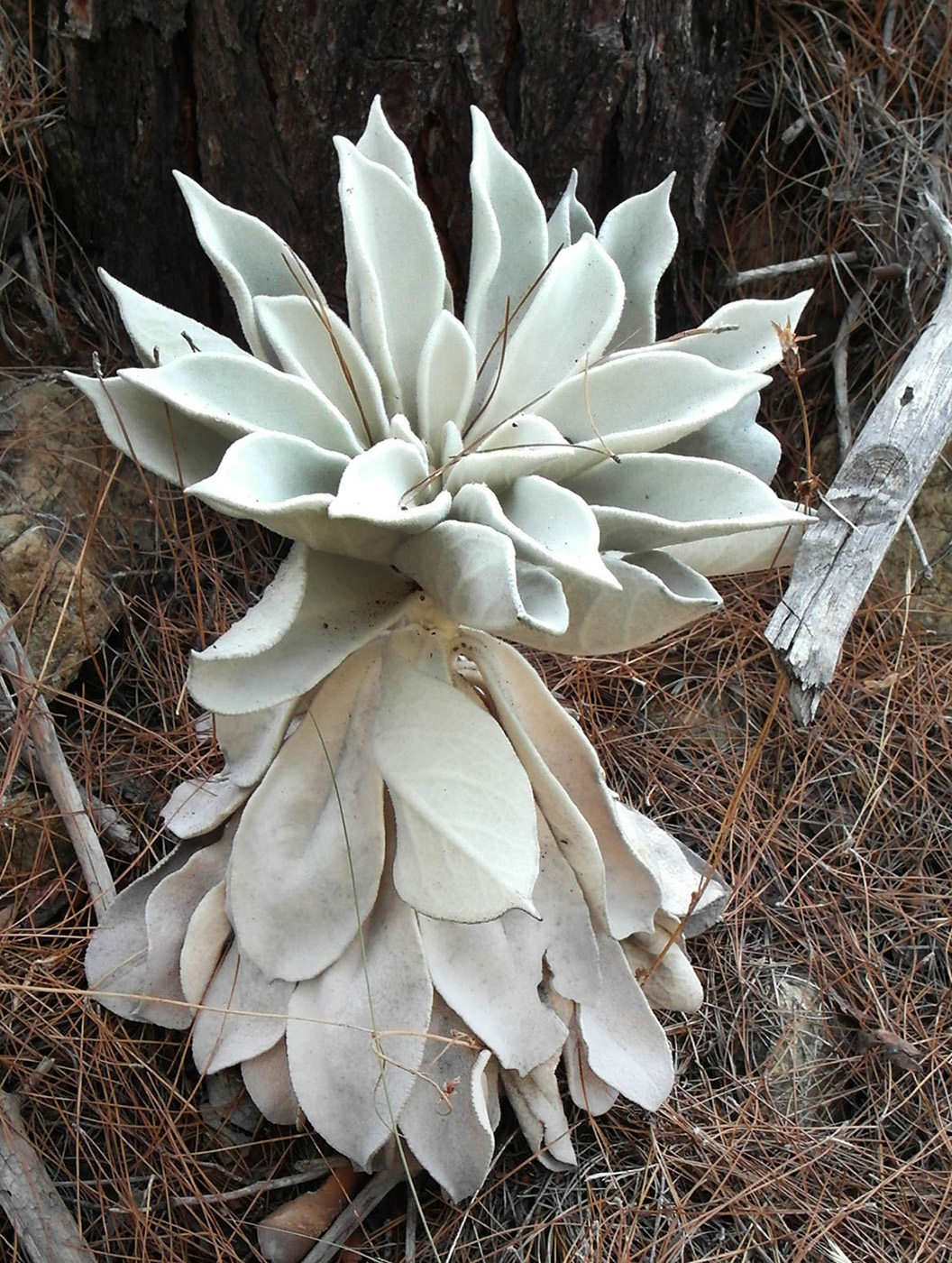 Изображение особи род Verbascum.