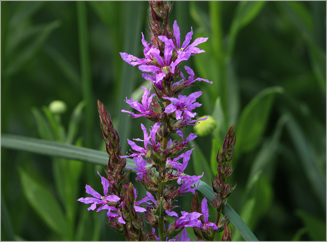 Image of Lythrum salicaria specimen.