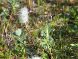 Salix lanata