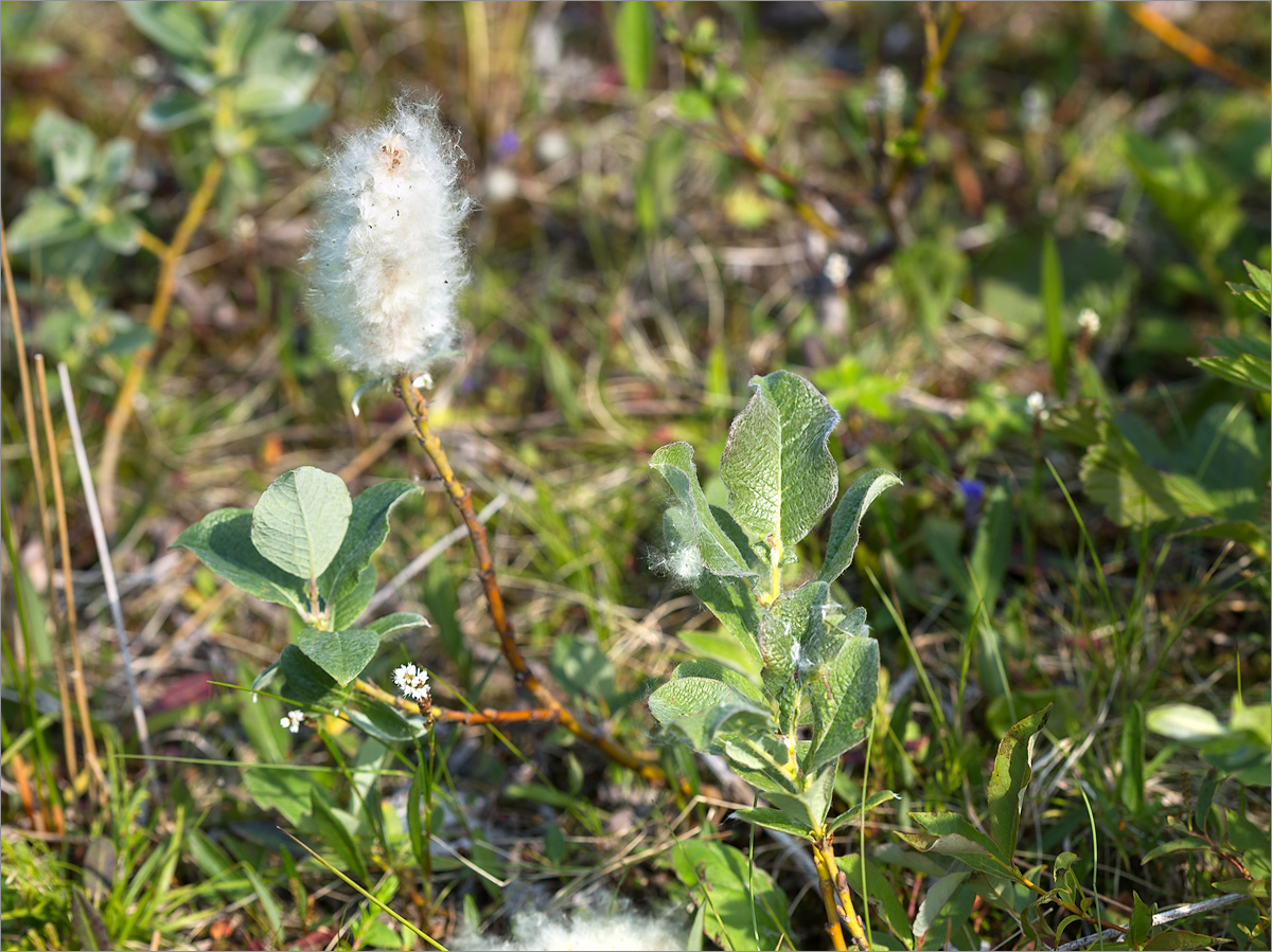 Image of Salix lanata specimen.