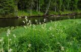 Aconogonon alpinum. Цветущие растения. Свердловская обл., Краснотурьинский ГО, долина р. Каква выше Синих скал, заливной луг. 10 июня 2023 г.