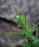 genus Epilobium. Верхушка побега с цветками и плодами. Приморье, Хасанский р-н, Кравцовские водопады, каменистый берег реки. 01.08.2021.