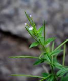 род Epilobium