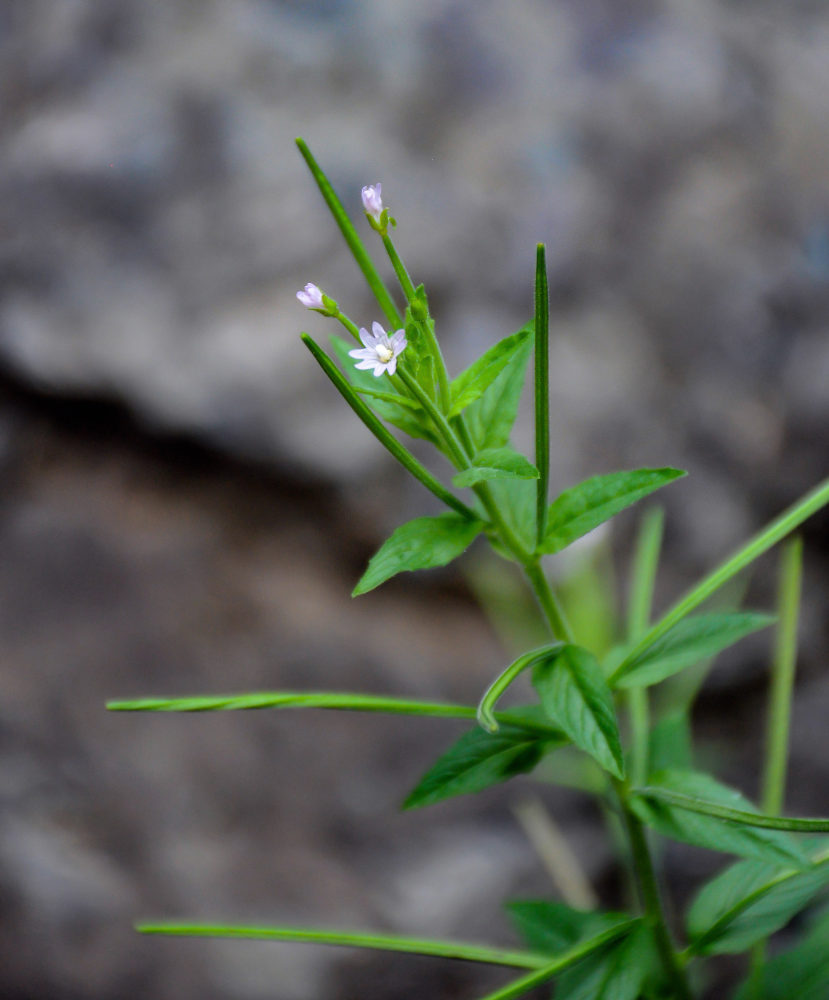 Изображение особи род Epilobium.