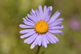 Aster alpinus. Соцветие-корзинка. Карачаево-Черкесия, Карачаевский р-н, Большой Кавказ, правый берег р. Кичкинекол (Узункольский), ≈ 2190 м н.у.м., частично задернованная каменная россыпь, альпийский луг. 21.07.2023.