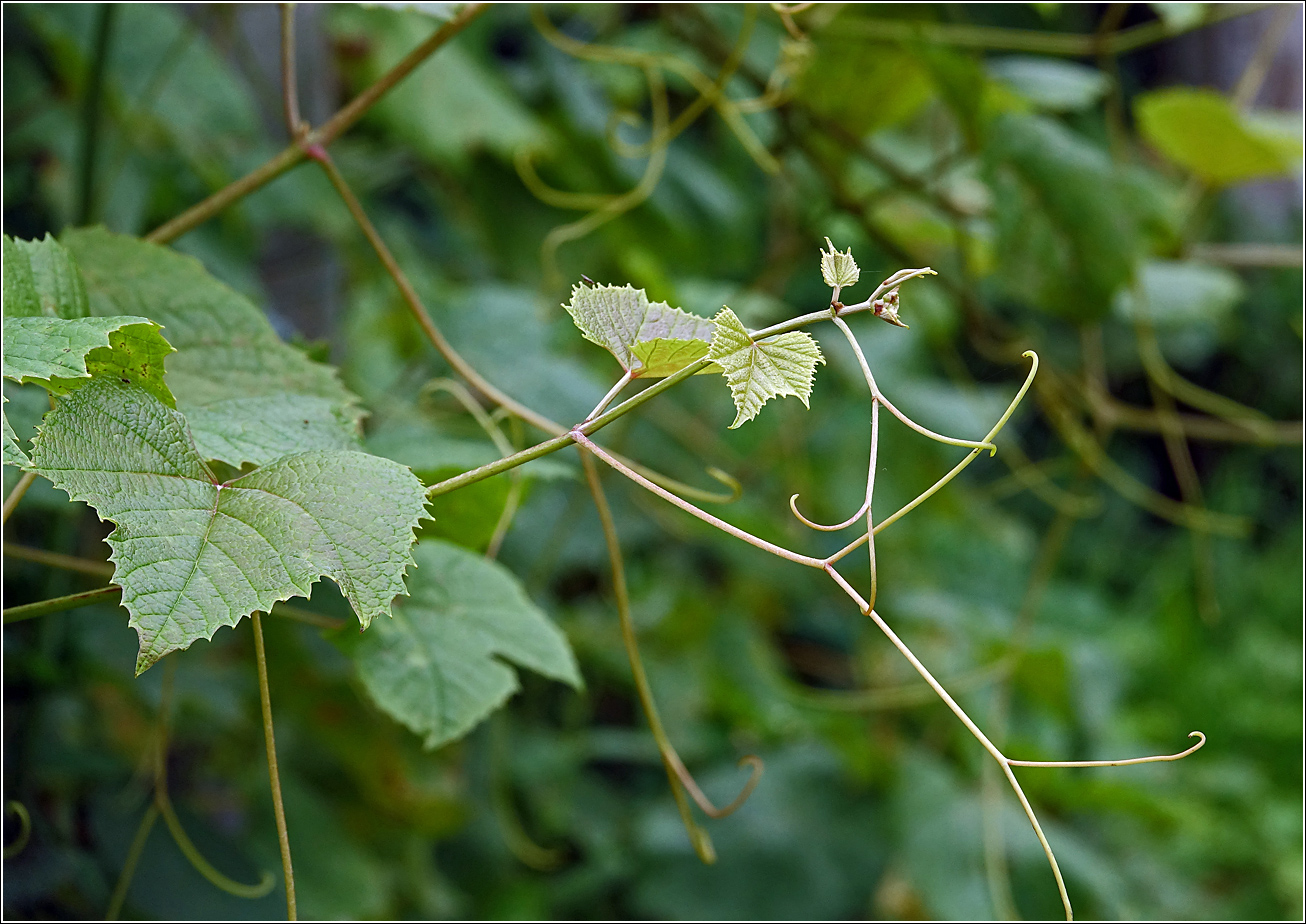 Изображение особи Vitis vinifera.