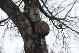 род Betula. Средняя часть дерева с сувелем(?). Костромская обл., Чухломской р-н, с. Федьково. 8 октября 2021 г.