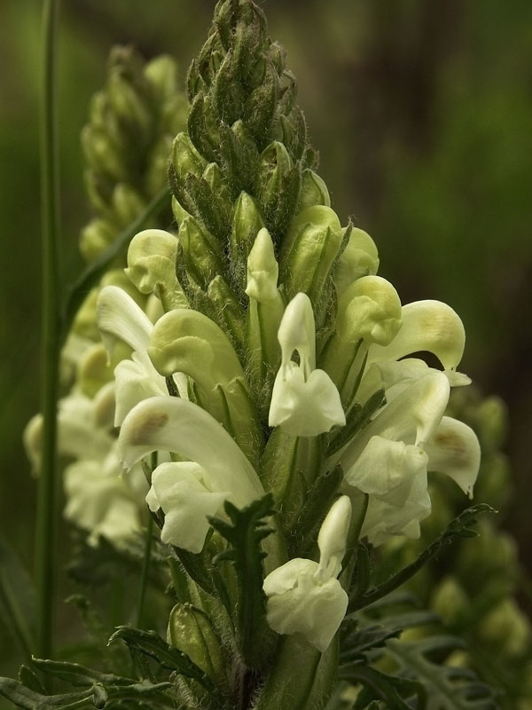 Image of Pedicularis sibirica specimen.