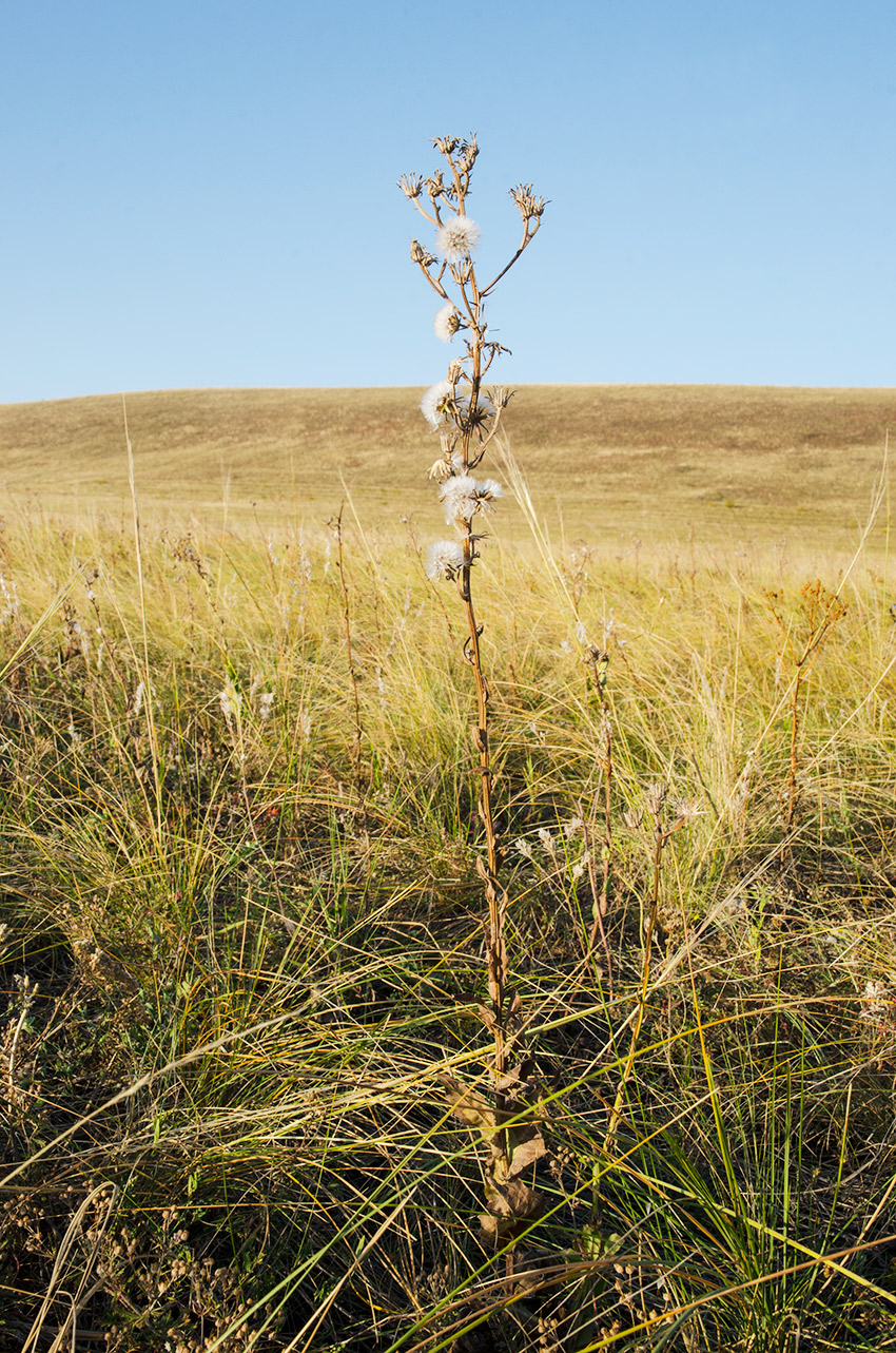 Image of Picris hieracioides specimen.