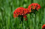 Lychnis chalcedonica