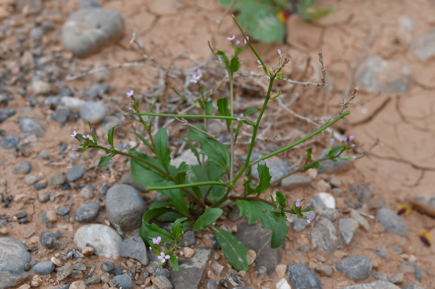 Изображение особи Strigosella africana.